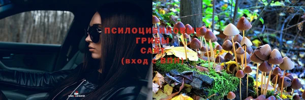 шишки Белокуриха